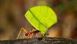 can ants kill plants these 2 species
