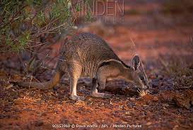 bridled nail tailed wallaby stock photo