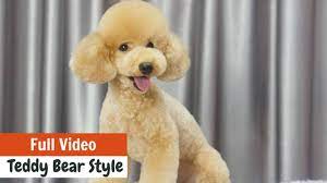 teddy bear style for toy poodle full