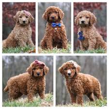 gold star family poodles purebred