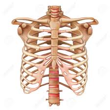 See more of reilly's rib cage on facebook. Rib Cage Bones Human Skeletal System Anatomy Vector Illustration Royalty Free Cliparts Vectors And Stock Illustration Image 128241733