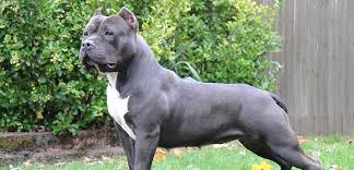 american bully weight growth