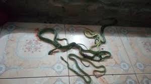 Cara ini bisa mencegah ular masuk rumah. Tiga Hari Terakhir Petugas Bpbd Denpasar Tangkap 6 Ekor Ular Berikut Cara Cegah Ular Masuk Rumah Tribun Bali