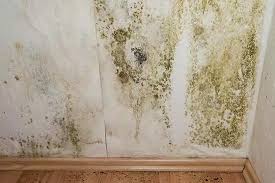 How To Get Rid Of Mold In Your Home