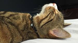 Early recognition of the signs of heat stroke is vital to initiate treatment and achieve a positive outcome. The Complicated Truth About A Cat S Purr Bbc Future