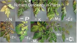 Plant Nutrients Explained Everything You Ever Need To Know