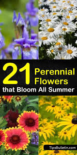 If you like a little romance and drama, these big. 21 Perennial Flowers That Bloom All Summer Even From Spring To Fall Shade Loving Perennials Long Blooming Perennials Shade Flowers Perennial