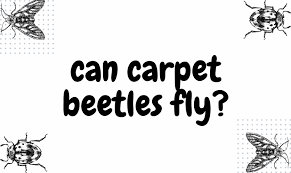 can carpet beetles fly rikanfloor