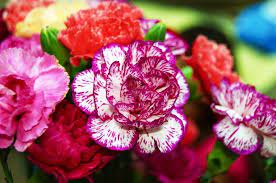 11 видове издържливи цветя за градината, които са лесни за отглеждане. Nepretenciozni Cvetya Za Gradinata Sveti Za Izbor Na Krasivi Rasteniya Za Nachinaeshi 120 Snimki
