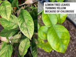 lemon tree leaves are turning yellow