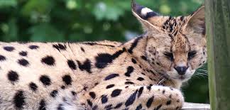 Serval cats are domesticated in some households, but they are still wild animals. Why You Shouldn T Have A Pet Serval Carolina Tiger Rescue