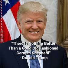 El paso county, el paso, tx id: President Donald Trump Praises German Shepherd Dogs At Maga Rally In El Paso Texas On February 11 2019 All About Shepherds
