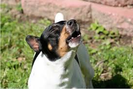 the loyal rat terrier complete breed