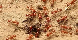 fighting fire ants isn t a diy job