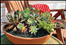 How To Plant Succulents In Containers