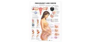 Pregnancy And Birth By Anatomical Chart Company Published By