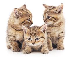 Kittens wallpapers will fit perfectly for your desktop, tablet, gadget or mobile phone. Three Cute Kittens Hd Picture Free Download