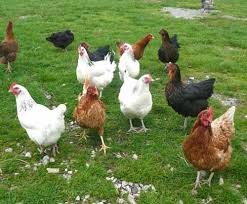 How To Identify Chickens Modern Farming Methods