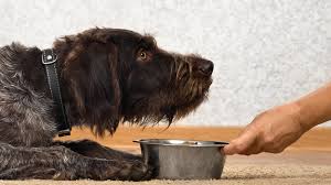8 cups raw rolled oats (or 16 cups cooked oatmeal) 2 pounds (4 cups) raw ground or chopped turkey 1/2 cup healthy powder 1/4 cup vegetable oil Diabetic Dog Food What S The Best Choice For Your Pet