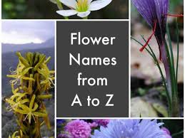 I won't mention the ones maryum tabbasum has covered, but i do have a few to add that are well known in australia. A List Of Flower Names From A To Z Dengarden