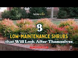 Top 8 Low Maintenance Shrubs That Will