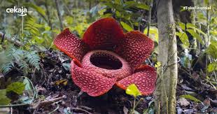 Berikut ini beberapa jenis bunga. Daftar Bunga Langka Dan Dilindungi Di Indonesia Hampir Terancam Punah