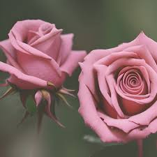 free picture two pastel pink roses