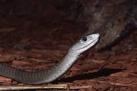 Top 12 Deadliest Venomous Snakes Of Africa