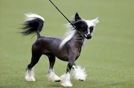 How to lose a guy in 10 days dog type. Breeds 101 Meet The Affectionate Chinese Crested