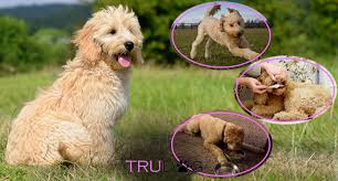 So what do we feed them? Ultimate Guide To Caring For My Goldendoodle Trudog