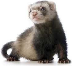 Virtually all our small mammal pets are captive bred, with the current exceptions of prairie dogs and virginia opossums. Which Small Animal Is The Best Pet For You Pethelpful By Fellow Animal Lovers And Experts
