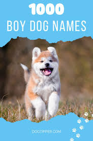 1000 boy dog names for your good boy