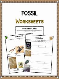You can also find numerous dinosaur and fossil clip. Fossil Facts Worksheets For Kids History And Famous Sites