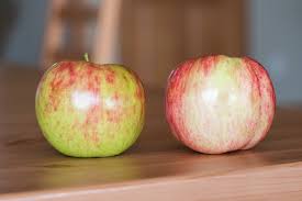 Identifying An Early Ripening Apple Variety General Fruit