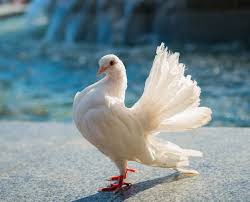 beautiful white pigeon near the fountain