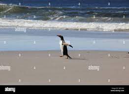 Oiseaux de marcher sur une plage avec des vagues Photo Stock - Alamy