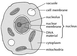 However, plant cells contain a number of extracellular components not found in animal cells. Difference Between Plant And Animal Cells Cells As The Basic Units Of Life Siyavula