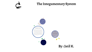 The Integumentary System By Jatil Kapadia On Prezi