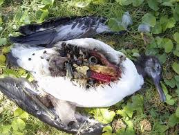 Image result for plastic ingestion sea birds