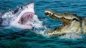 Гребнистый крокодил против белой акулы. Кто из них круче? | ЧаВо?! | Дзен
