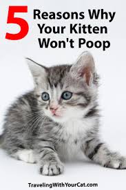 However they will not automatically use the litter tray. 5 Reasons Why Your Kitten Won T Poop Traveling With Your Cat