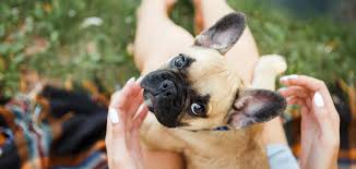 The dogs were dubbed bouledogue francais. Mini French Bulldog A Guide To The Teacup Sized Miniature Frenchie