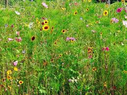How To Create A Wildflower Meadow