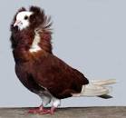 Image result for weird pigeons