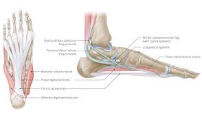 Check if you have a sprain or strain. The Leg Ankle And Foot Amboss