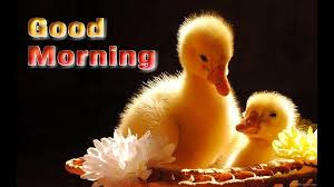 good morning cute pics wishes cute