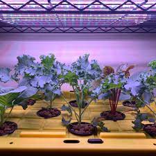 build your own hydroponic system a