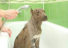 how often should you bathe a pitbull