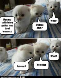 Cat extra 10% off order over $99, discount code: Funny Animal Memes Clean Cute766