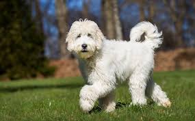 Labradoodle The Complete Dog Breed Information Guide All
